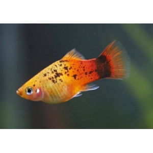 Platy mix